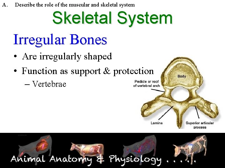 A. Describe the role of the muscular and skeletal system Skeletal System Irregular Bones