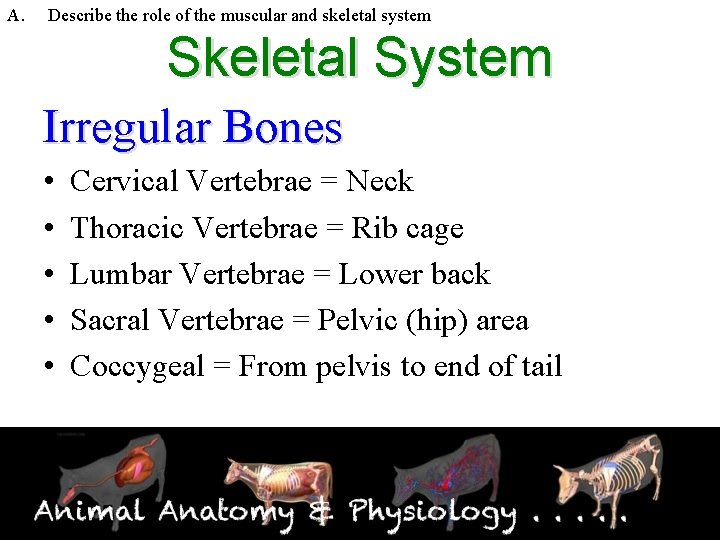 A. Describe the role of the muscular and skeletal system Skeletal System Irregular Bones