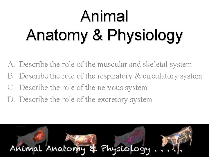 Animal Anatomy & Physiology A. B. C. D. Describe the role of the muscular