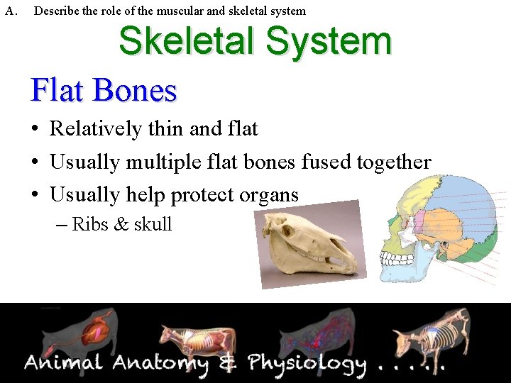 A. Describe the role of the muscular and skeletal system Skeletal System Flat Bones
