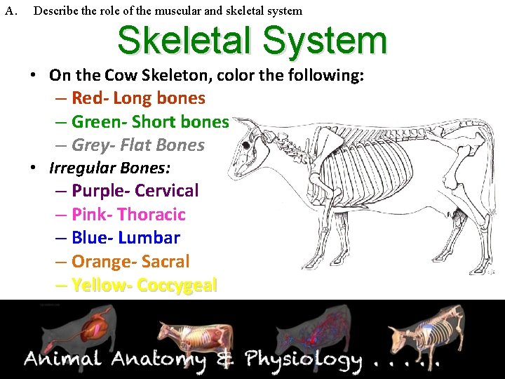 A. Describe the role of the muscular and skeletal system Skeletal System • On