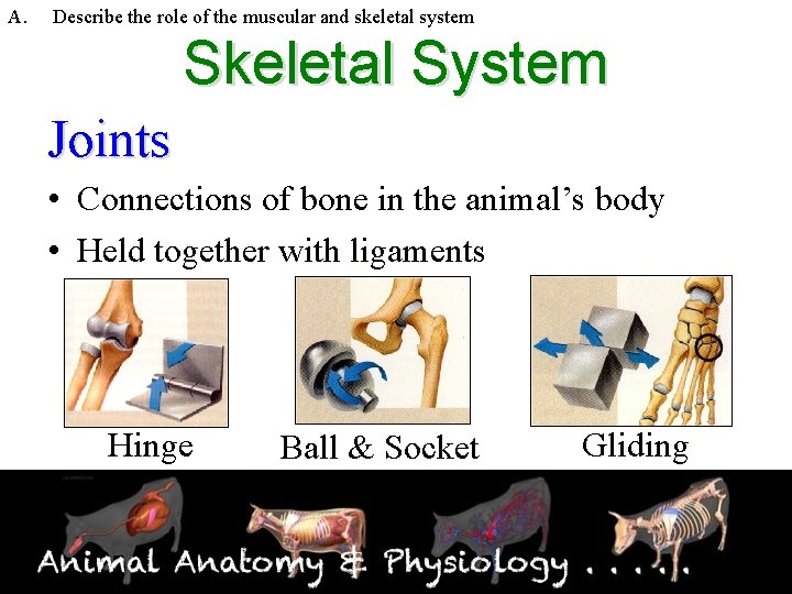 A. Describe the role of the muscular and skeletal system Skeletal System Joints •