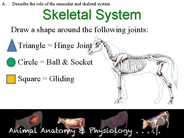 A. Describe the role of the muscular and skeletal system Skeletal System Draw a