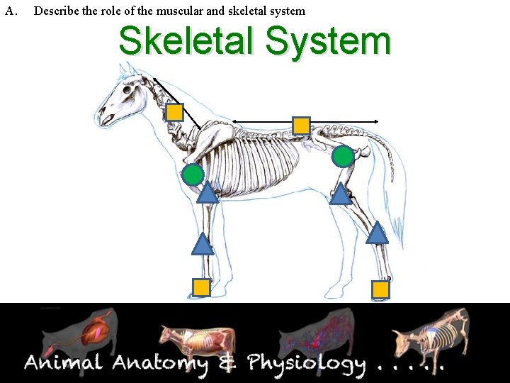 A. Describe the role of the muscular and skeletal system Skeletal System 