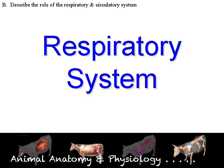 B. Describe the role of the respiratory & circulatory system Respiratory System 