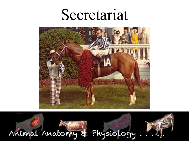 Secretariat 
