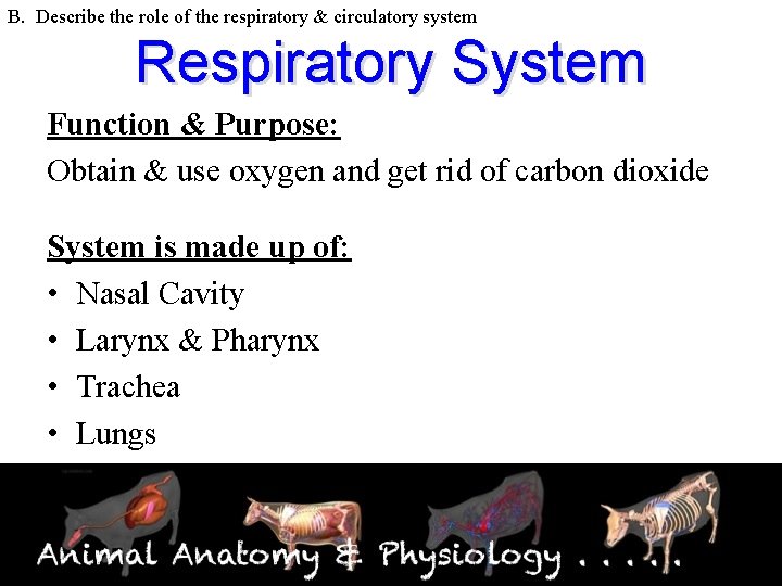 B. Describe the role of the respiratory & circulatory system Respiratory System Function &