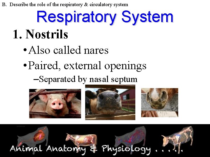 B. Describe the role of the respiratory & circulatory system Respiratory System 1. Nostrils