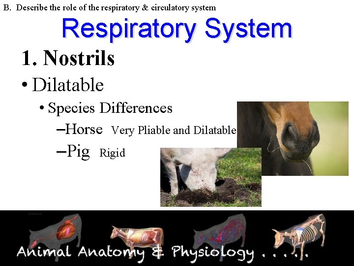 B. Describe the role of the respiratory & circulatory system Respiratory System 1. Nostrils