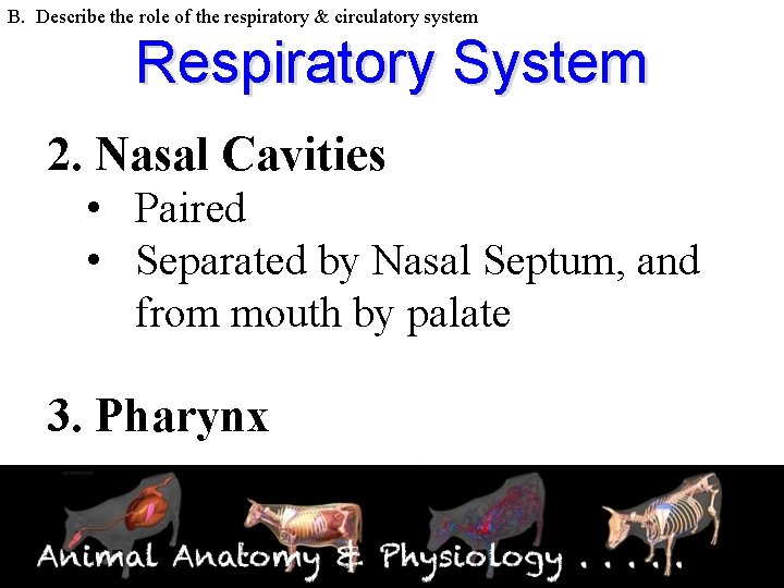 B. Describe the role of the respiratory & circulatory system Respiratory System 2. Nasal