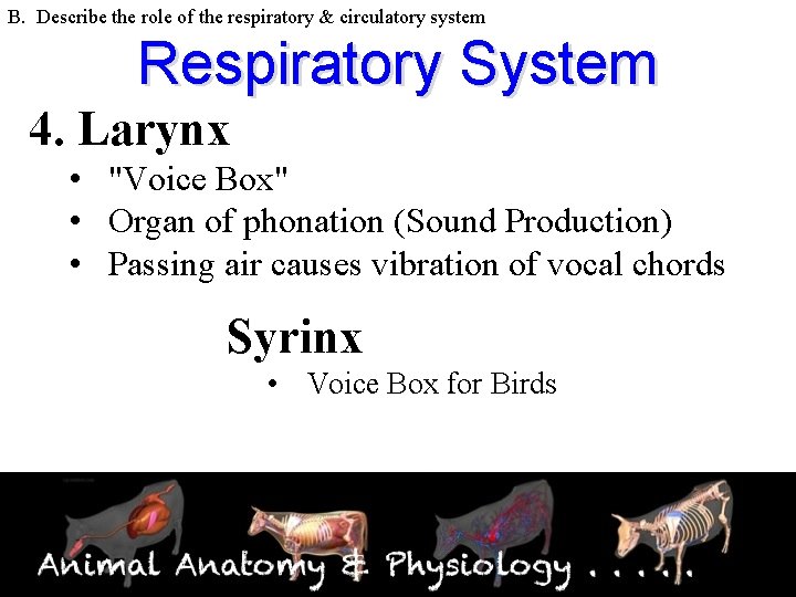 B. Describe the role of the respiratory & circulatory system Respiratory System 4. Larynx