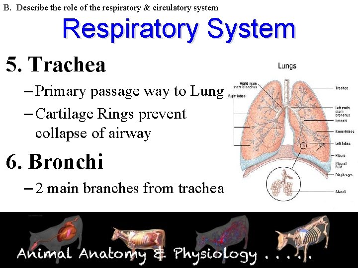 B. Describe the role of the respiratory & circulatory system Respiratory System 5. Trachea