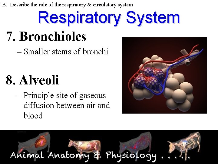 B. Describe the role of the respiratory & circulatory system Respiratory System 7. Bronchioles