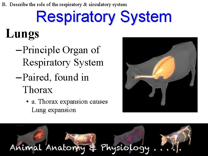 B. Describe the role of the respiratory & circulatory system Respiratory System Lungs –