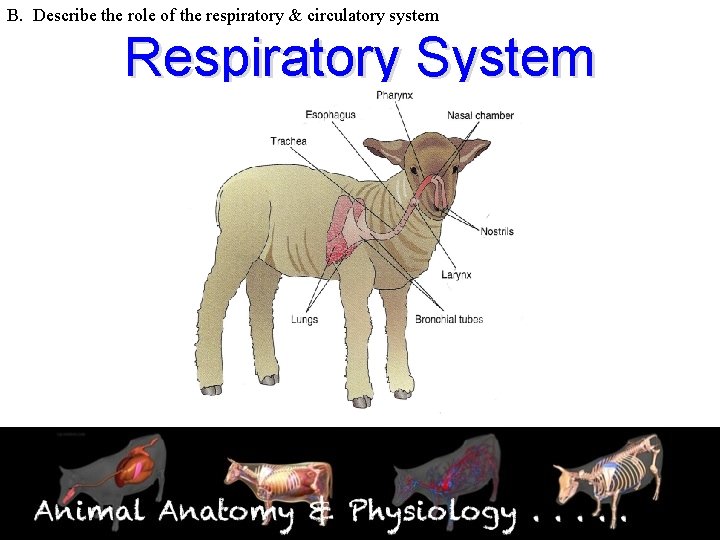 B. Describe the role of the respiratory & circulatory system Respiratory System 