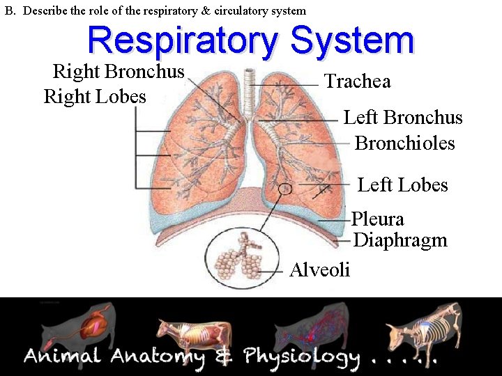 B. Describe the role of the respiratory & circulatory system Respiratory System Right Bronchus