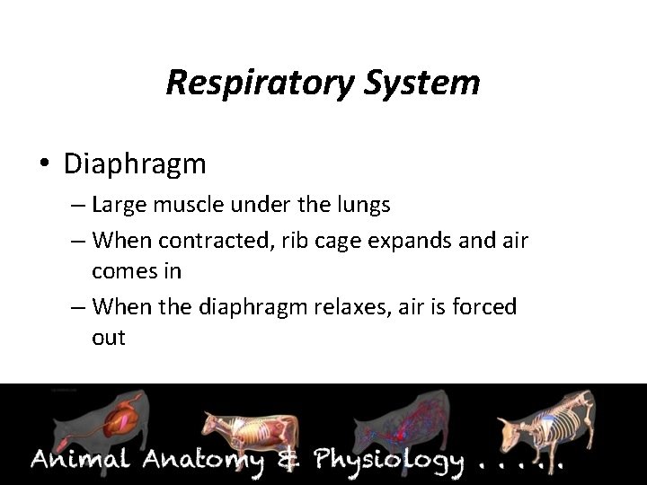 Respiratory System • Diaphragm – Large muscle under the lungs – When contracted, rib