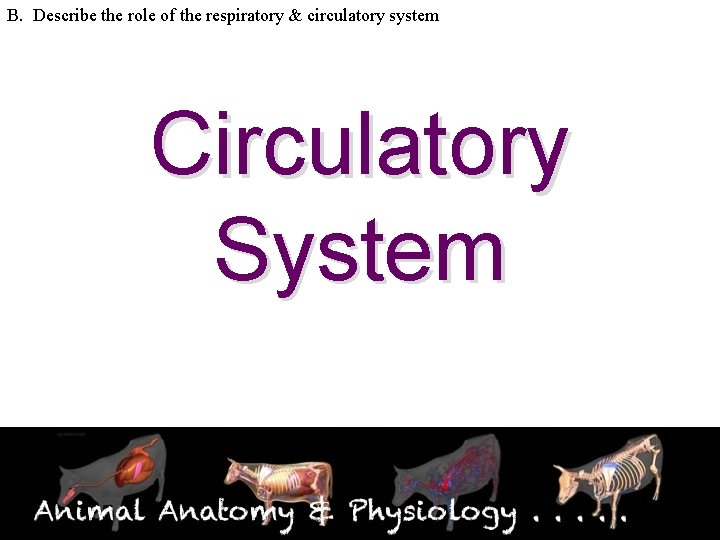 B. Describe the role of the respiratory & circulatory system Circulatory System 