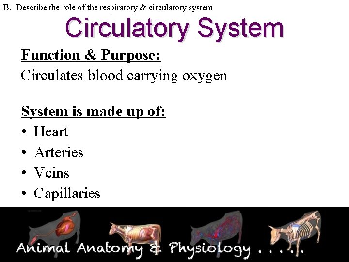B. Describe the role of the respiratory & circulatory system Circulatory System Function &