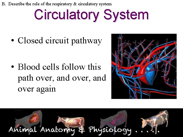 B. Describe the role of the respiratory & circulatory system Circulatory System • Closed