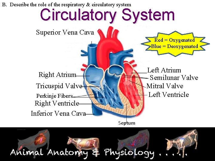 B. Describe the role of the respiratory & circulatory system Circulatory System Superior Vena