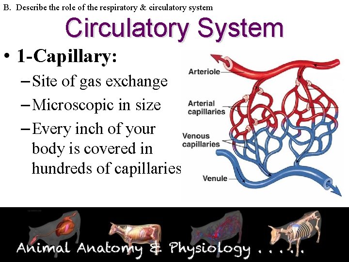 B. Describe the role of the respiratory & circulatory system Circulatory System • 1