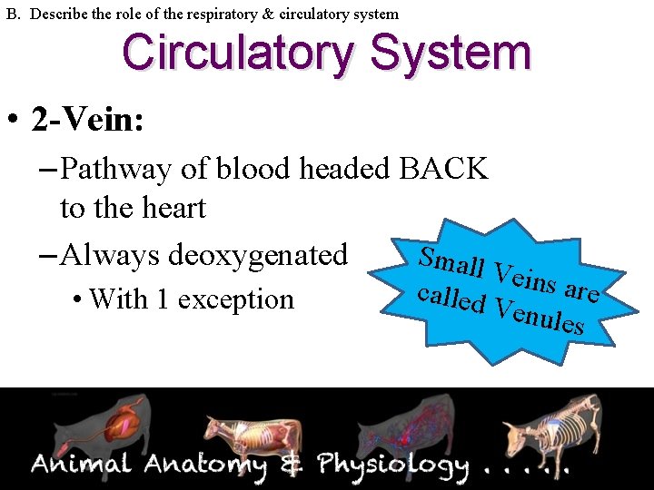 B. Describe the role of the respiratory & circulatory system Circulatory System • 2