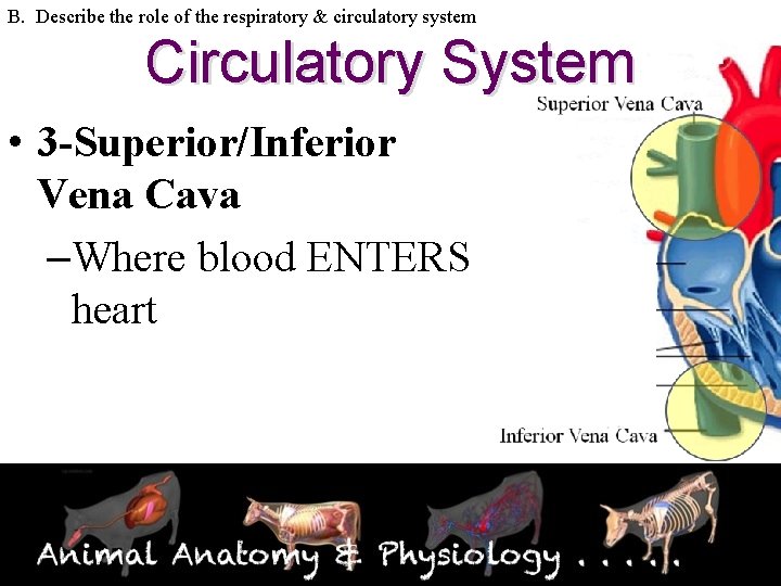 B. Describe the role of the respiratory & circulatory system Circulatory System • 3