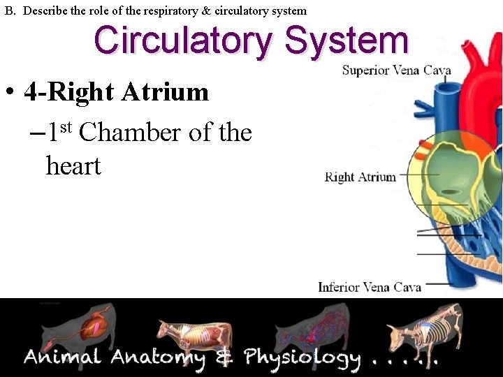 B. Describe the role of the respiratory & circulatory system Circulatory System • 4