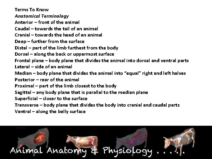 Terms To Know Anatomical Terminology Anterior – front of the animal Caudal – towards