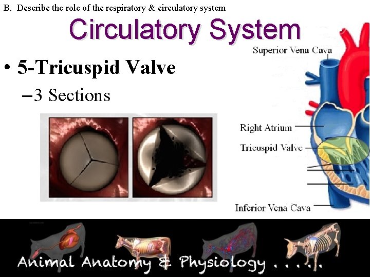 B. Describe the role of the respiratory & circulatory system Circulatory System • 5