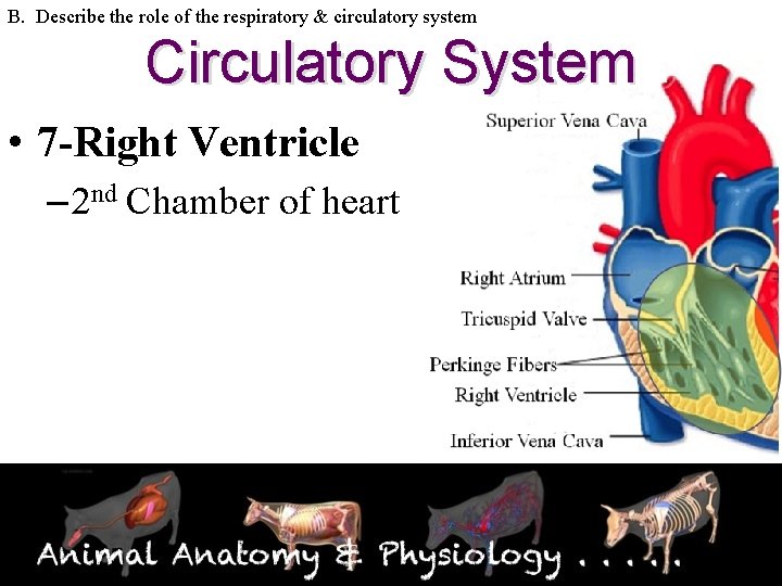 B. Describe the role of the respiratory & circulatory system Circulatory System • 7