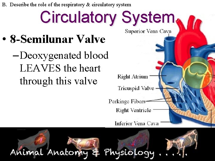 B. Describe the role of the respiratory & circulatory system Circulatory System • 8