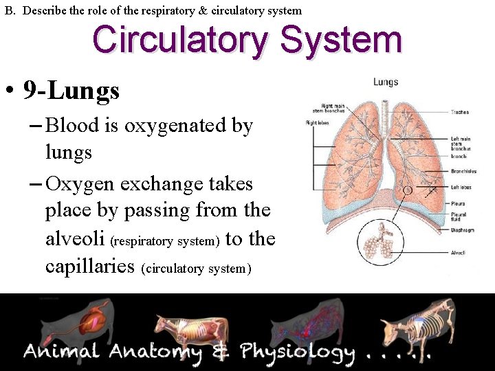 B. Describe the role of the respiratory & circulatory system Circulatory System • 9