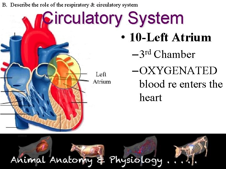 B. Describe the role of the respiratory & circulatory system Circulatory System • 10