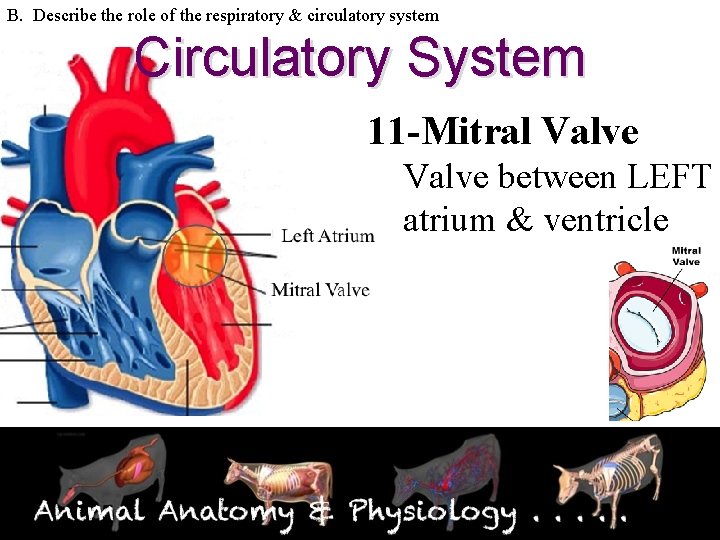 B. Describe the role of the respiratory & circulatory system Circulatory System 11 -Mitral