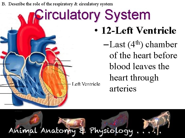 B. Describe the role of the respiratory & circulatory system Circulatory System • 12
