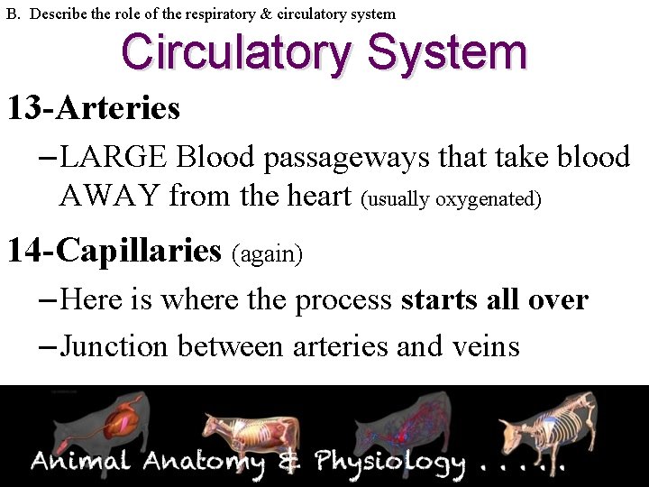 B. Describe the role of the respiratory & circulatory system Circulatory System 13 -Arteries