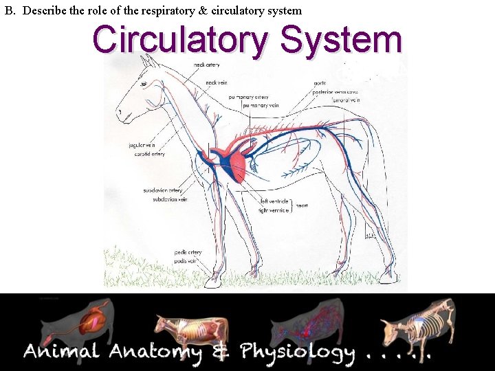 B. Describe the role of the respiratory & circulatory system Circulatory System 