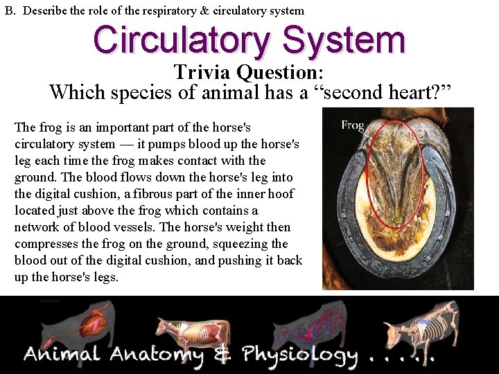 B. Describe the role of the respiratory & circulatory system Circulatory System Trivia Question: