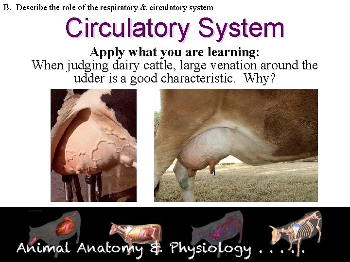 B. Describe the role of the respiratory & circulatory system Circulatory System Apply what