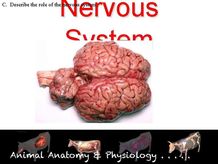 Nervous System C. Describe the role of the nervous system 