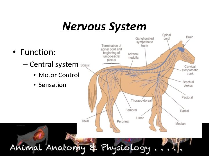 Nervous System • Function: – Central system • Motor Control • Sensation 