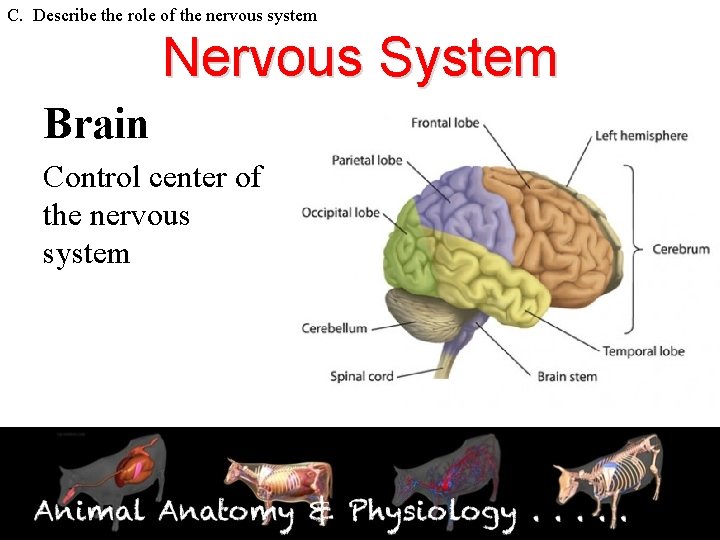 C. Describe the role of the nervous system Nervous System Brain Control center of