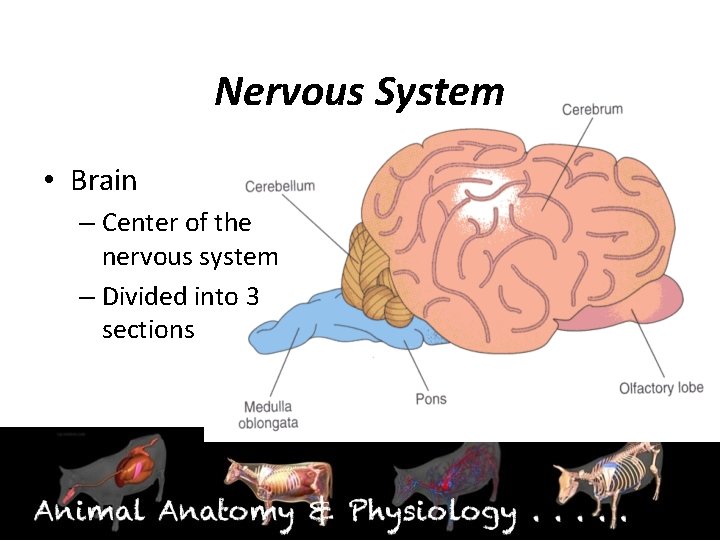 Nervous System • Brain – Center of the nervous system – Divided into 3