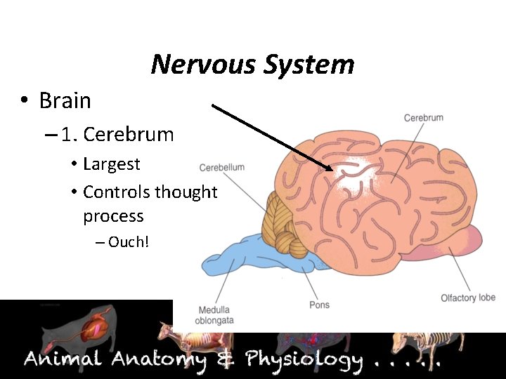 Nervous System • Brain – 1. Cerebrum • Largest • Controls thought process –