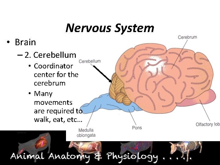 Nervous System • Brain – 2. Cerebellum • Coordinator center for the cerebrum •