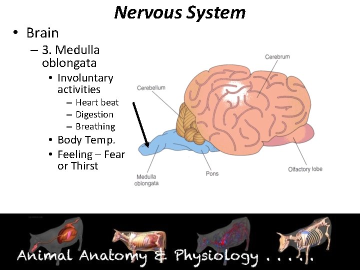 Nervous System • Brain – 3. Medulla oblongata • Involuntary activities – Heart beat