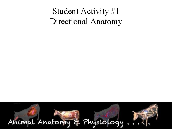Student Activity #1 Directional Anatomy 