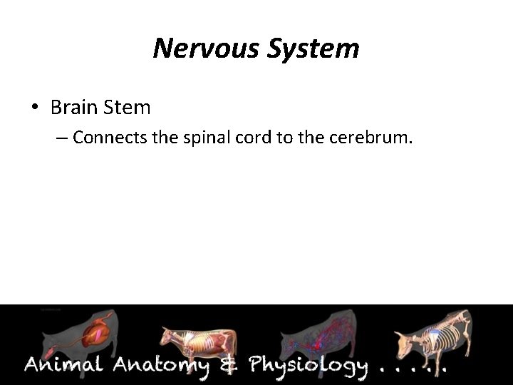 Nervous System • Brain Stem – Connects the spinal cord to the cerebrum. 